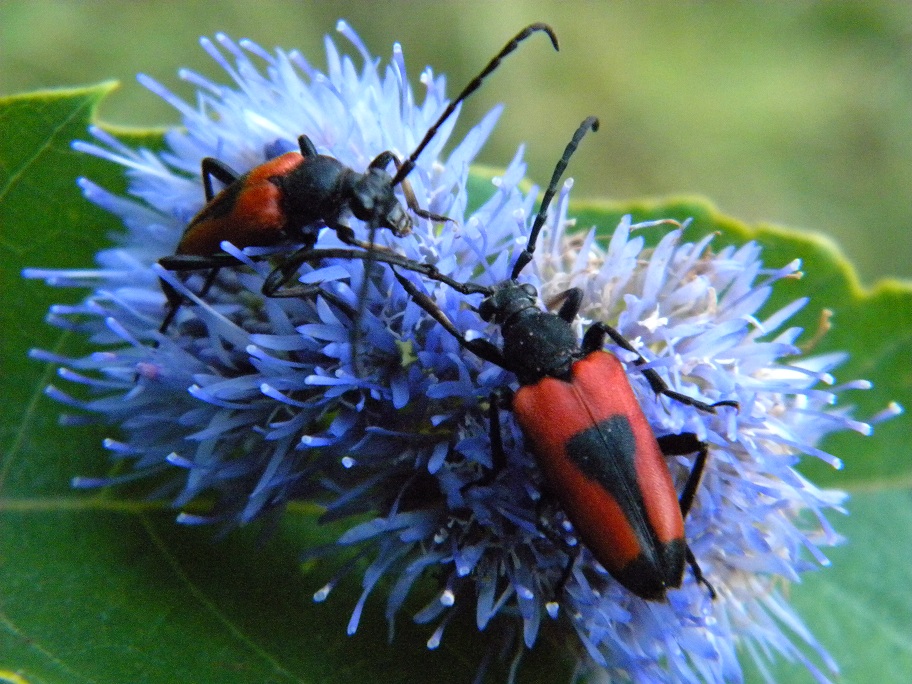 insetto rosso e nero: Stictoleptura cordigera cordigera